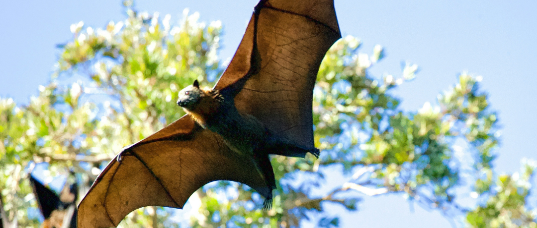 Chauves-souris : les initiatives de nos vignobles pour les préserver